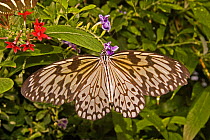 Paper kite / Large tree nymph butterfly (Idea leuconoe) 6" wing span, captive, from Thailand to Malaysia,