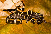 Ringed salamander pair {Ambystoma annulatum} Arkansas, USA