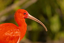 Scarlet Ibis {Eudocimus ruber} head profile portrait captive