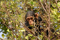 Chimpanzee {Pan troglodytes} juvenile in tree, captive, Chimfunshi wildlife orphanage, Zambia