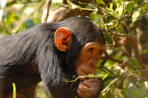 Chimpanzee {Pan troglodytes} juvenile sniffing vegetation, captive, Chimfunshi wildlife orphanage, Zambia