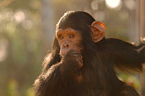 Chimpanzee {Pan troglodytes} juvenile, captive, Chimfunshi wildlife orphanage, Zambia
