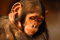 Chimpanzee {Pan troglodytes} juvenile scratching ear, captive, Chimfunshi wildlife orphanage, Zambia