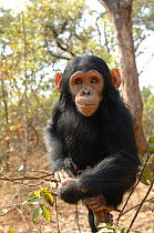 Chimpanzee {Pan troglodytes} juvenile, captive, Chimfunshi wildlife orphanage, Zambia