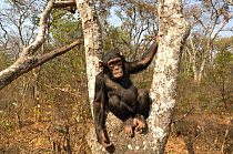 Chimpanzee {Pan troglodytes} sitting in tree, captive, Chimfunshi wildlife orphanage, Zambia