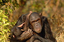 Chimpanzee {Pan troglodytes} adult with juvenile, captive, Chimfunshi wildlife orphanage, Zambia