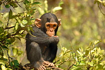Chimpanzee {Pan troglodytes} juvenile looking vulnerable, captive, Chimfunshi wildlife orphanage, Zambia
