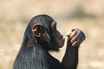 Chimpanzee {Pan troglodytes} feeding, captive, Chimfunshi wildlife orphanage, Zambia