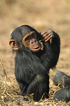 Chimpanzee {Pan troglodytes} captive, Chimfunshi wildlife orphanage, Zambia