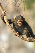 Chimpanzee {Pan troglodytes} juvenile on branch, captive, Chimfunshi wildlife orphanage, Zambia
