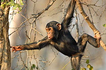 Chimpanzee {Pan troglodytes} juvenile moving through tree canopy, captive, Chimfunshi wildlife orphanage, Zambia