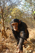 Chimpanzee {Pan troglodytes} juvenile knuckle walking, captive, Chimfunshi wildlife orphanage, Zambia