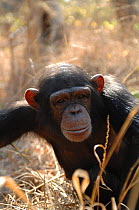 Chimpanzee {Pan troglodytes}  captive, Chimfunshi wildlife orphanage, Zambia