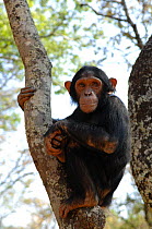 Chimpanzee {Pan troglodytes} juvenile in tree, captive, Chimfunshi wildlife orphanage, Zambia