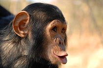 Chimpanzee {Pan troglodytes} juvenile vocalising, captive, Chimfunshi wildlife orphanage, Zambia