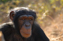 Chimpanzee {Pan troglodytes} captive, Chimfunshi wildlife orphanage, Zambia