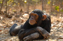Chimpanzee {Pan troglodytes} lying on ground, captive, Chimfunshi wildlife orphanage, Zambia