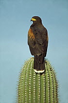 Harris' Hawk (Parabuteo unicinctus) perched on saguaro cactus, Arizona, USA
