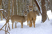 White-tailed Deer (Odocoileus virginianus) Female and fawns in deep snow, New York, USA