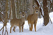 White-tailed Deer (Odocoileus virginianus) Female and fawn in deep snow, New York, USA