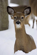 White-tailed Deer (Odocoileus virginianus) Female in deep snow, New York, USA