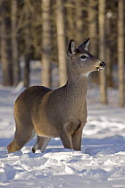 White-tailed Deer (Odocoileus virginianus) Female standing in deep snow, New York, USA