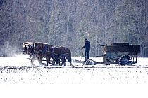 Amish farmer driving a team of Horses pulling wagon through field in snow, New York, USA