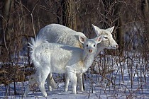 White-tailed Deer (White colour phase) {Odocoileus virginianus} female with fawn, New York, USA. A rare colour phase resulting from double recessive white genes (not true albino)