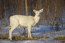 White-tailed Deer (White Color Phase) (Odocoileus virginianus) - New York - Doe - A rare color phase resulting from double recessive white genes which occurs rarely naturally - These white individuals...