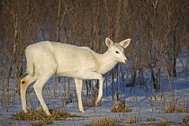 White-tailed Deer (White colour phase) {Odocoileus virginianus} female, New York, USA. A rare colour phase resulting from double recessive white genes (not true albino)