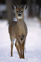 White-tailed Deer {Odocoileus virginianus} female in snow, New York, USA.