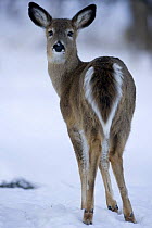 White-tailed Deer {Odocoileus virginianus} female in snow, rear view, New York, USA.