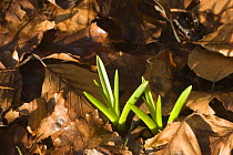 Bluebells (Hyacinthoides non-scripta) new growth pushing through leaf litter on woodland floor, North Somerset UK