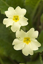 Primrose (Primula vulgaris) flowers, North Somerset, UK