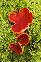 Scarlet elf cup fungus (Sarcoscypha austriaca / coccinea), Bristol, UK