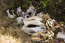 Pile of White rhinoceros (Ceratotherium simum) and Black rhinoceros (Diceros bicornis) skulls from poached rhinos collected by rangers on a private reserve to avoid re-counting poached carcasses more...