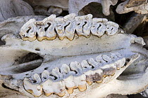 White rhinoceros (Ceratotherium simum) underside of skull of poached rhino showing teeth of upper jaw, Kenya