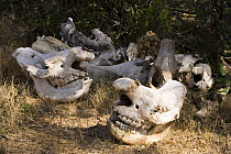 Pile of White rhinoceros (Ceratotherium simum) and Black rhinoceros (Diceros bicornis) skulls from poached rhinos collected by rangers on a private reserve to avoid re-counting poached carcasses more...