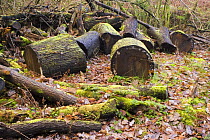 Felled logs left on woodland floor as part of management strategy (the woodland is managed for wildlife) North Somerset, UK