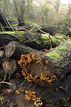 Hairy Stereum fungus (Stereum hirsutum) growing on wood pile, logs left to rot to encourage insects and fungi in woodland managed for wildlife, North Somerset, UK