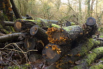 Wood pile, logs left to rot to encourage insects and fungi in woodland managed for wildlife, North Somerset, UK