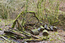 Wood pile, logs left to rot to encourage insects and fungi in woodland managed for wildlife, North Somerset, UK