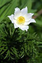 Alpine pasqueflower (Pulsatilla alpina) flowering, Alps, Austria