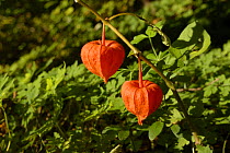 Chinese Lantern / Bladder-cherry (Physalis alkekengi) seedpods, Bavaria, Germany
