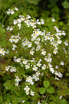 Eyebright (Euphrasia rostkoviana) flowering, Bavaria, Germany