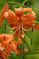 Tiger lily (Lilium lancifolium, formerly Lilium tigrinum) flower.
