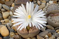 Flowering Living Stone (Lithops sp) a succulent family native to Southern africa