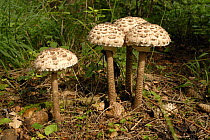 Parasol Mushrooms (Macrolepiota procera) Bavaria, Germany