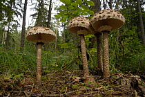 Parasol Mushroom (Macrolepiota procera) low angle, Bavaria, Germany