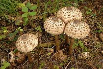 Parasol Mushroom (Macrolepiota procera) Bavaria, Germany